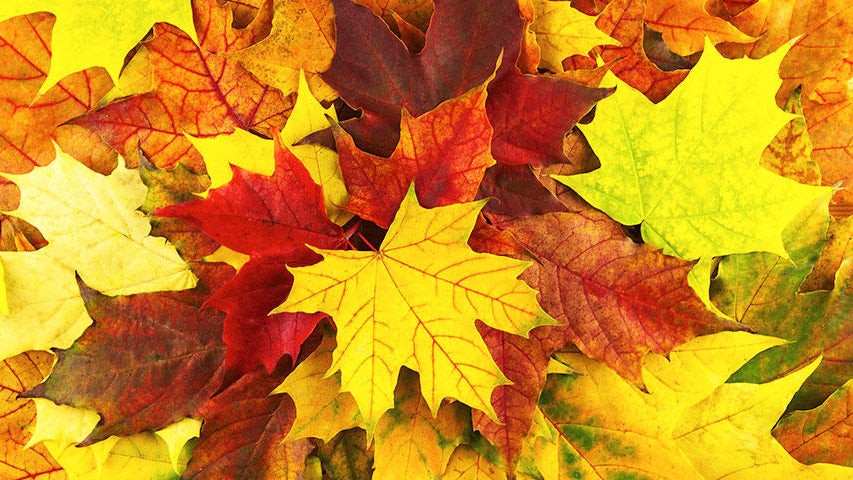 Cooler, quieter fall weather returns Tuesday in the Twin Cities — WCCO / CBS Minnesota, Fridley Community news