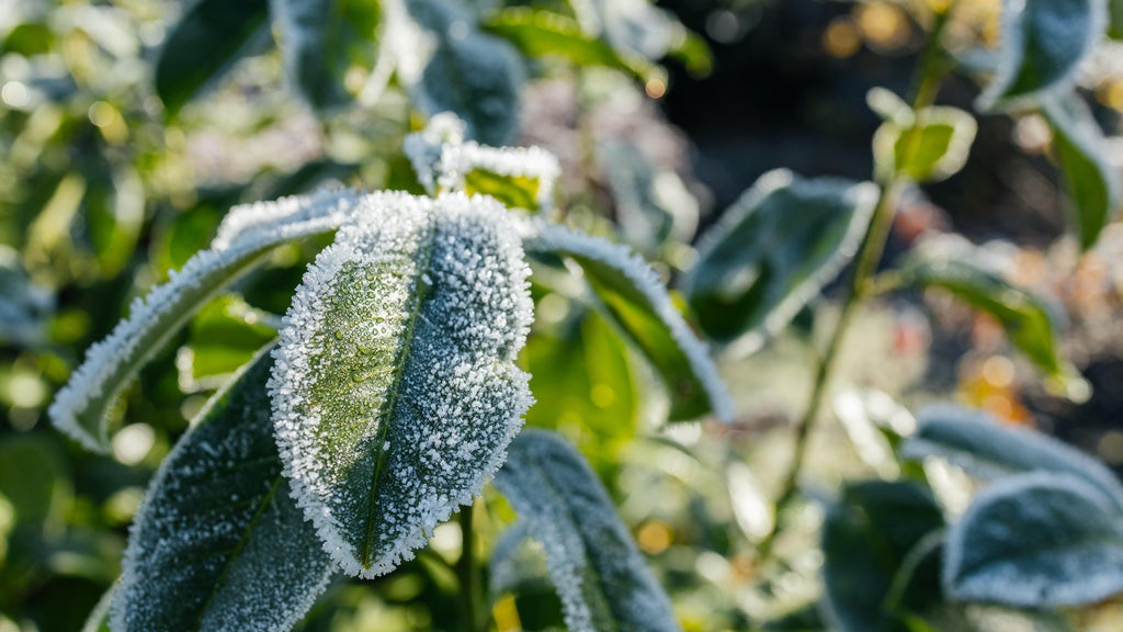 The first frost of the season is expected Saturday. Here's how to prepare your garden — WCCO / CBS Minnesota, Fridley Sports news