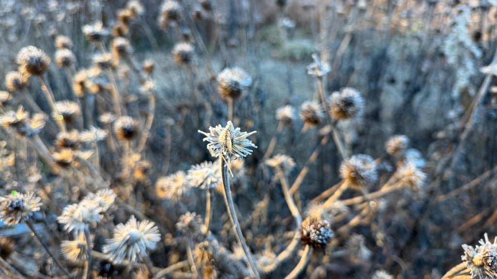 Breezy winds bring cool air to Minnesota, with first frost possible in the metro Friday night — WCCO / CBS Minnesota, Fridley Sports news