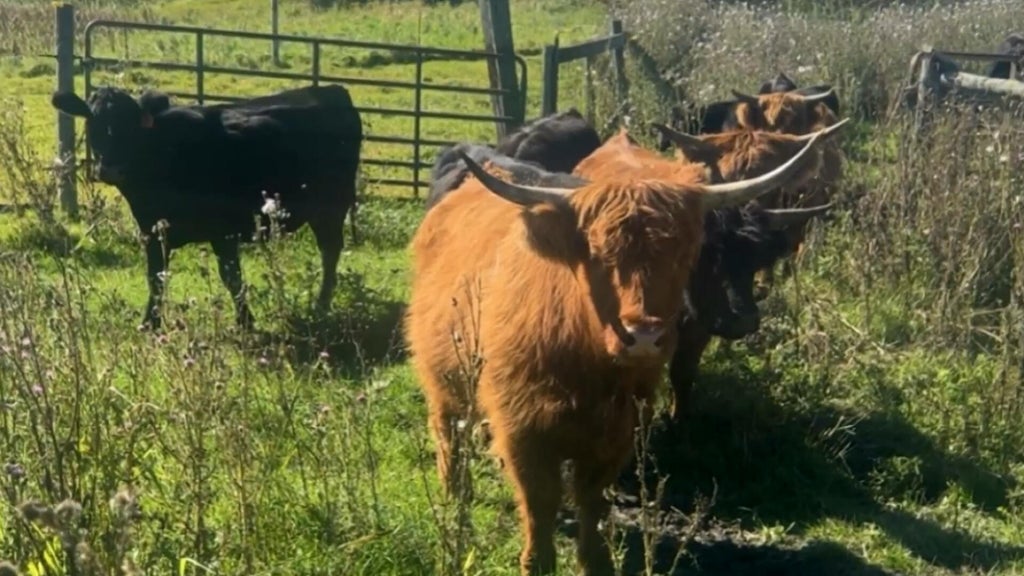 Minnesota farmer calls for thief to return nearly a dozen cows: "You're going to go to jail" — WCCO / CBS Minnesota, Fridley Community news