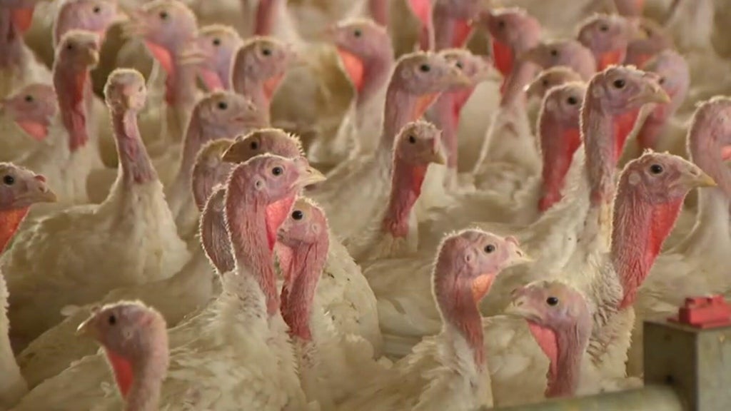 Bird flu confirmed in Barron County, Wisconsin, commercial poultry flock — WCCO / CBS Minnesota, Fridley Real Estate news