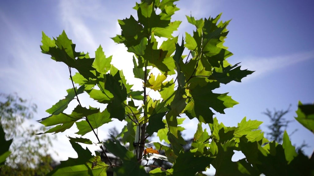 St. Paul city employees help plant trees at church in Rondo neighborhood — WCCO / CBS Minnesota, Fridley Real Estate news