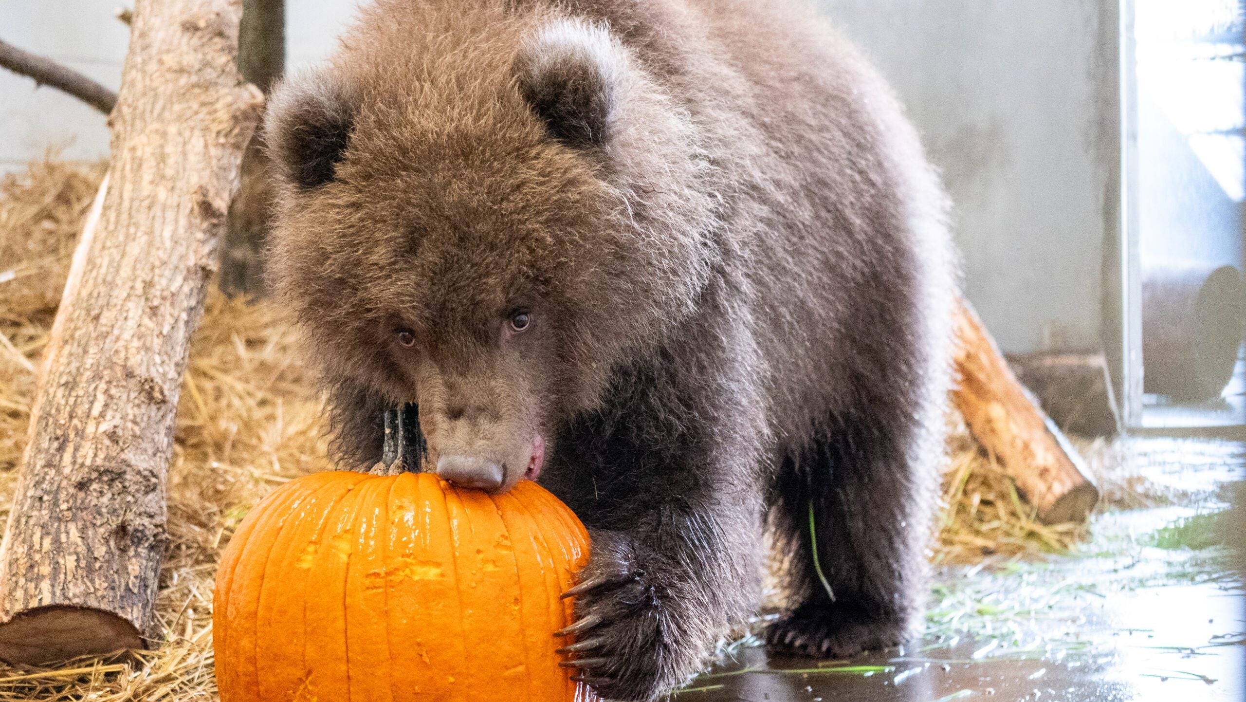 Minnesota Zoo welcomes 3 orphaned brown bear cubs rescued from Alaska — Fridley Health news