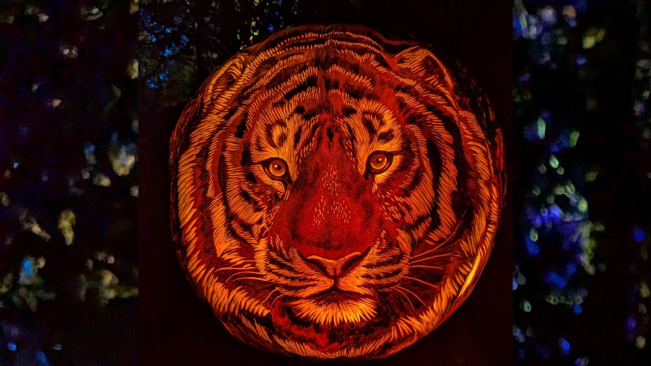 Behind the scenes of pumpkin carving at the Minnesota Zoo — KSTP 5, Fridley Arts news