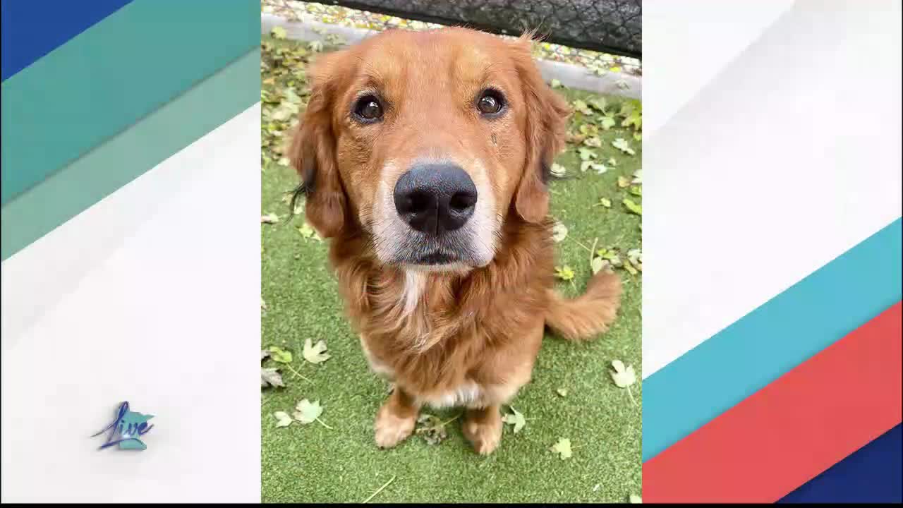 Adopt a Dog Month: Golden Retrievers — KSTP 5, Fridley Community news