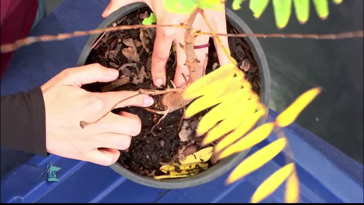 Tips for Planting Trees — KSTP 5, Fridley Community news