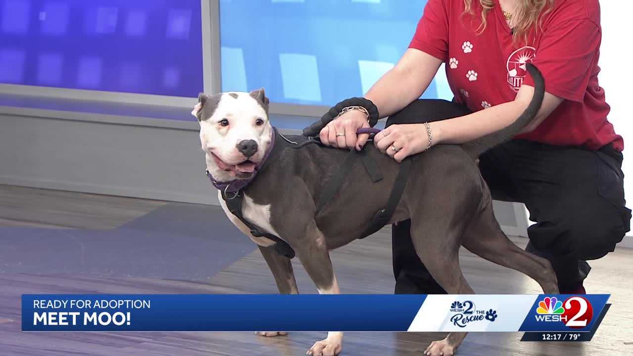 Moo at Southeast Volusia Humane Society is looking for a home — WESH 2 Orlando, Fridley Community news