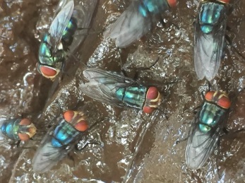 Odor complaints target Mexico’s screwworm fly facility — KFGO, Fridley Schools news