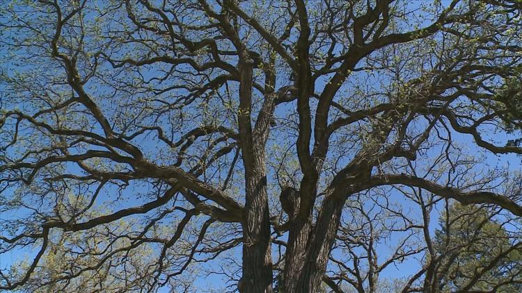 How to keep your oak trees healthy — KARE 11 Local, Fridley Health news