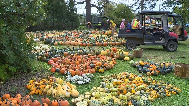 Pumpkin 101: Best to cook, carve & display — KARE 11 Local, Fridley Community news