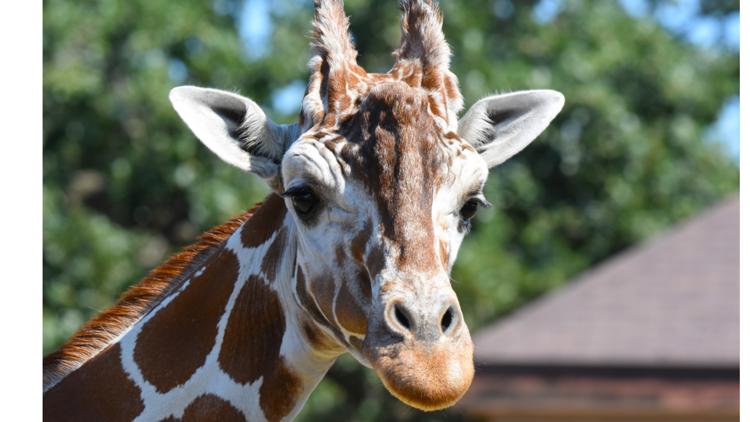 Como Zoo mourns loss of beloved giraffe, 'Skeeter' — Fridley Community news