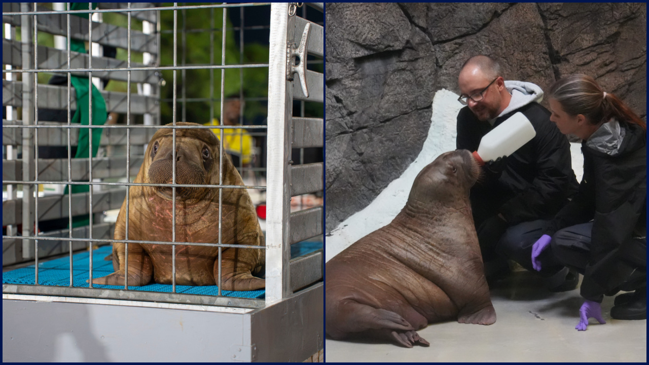 Orphaned baby walrus in Alaska flown 4,800 miles to new home in Florida — FOX 9, Fridley Community news