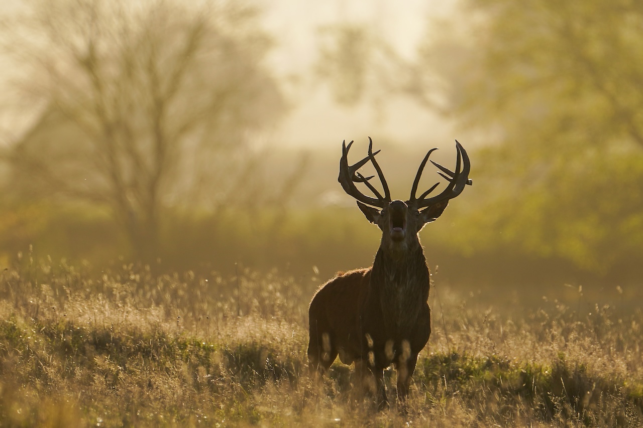 Deer-related crashes spike in the fall. Here's why. — FOX 9, Fridley Sports news