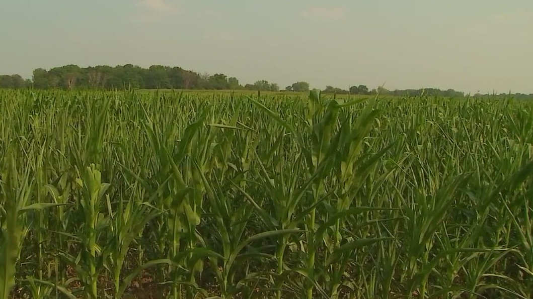 Minneapolis woman charged with swindling Minnesota farm grant — FOX 9, Fridley Community news