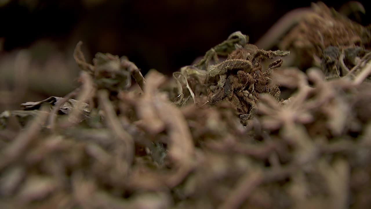 Hemp THC deadline hits $200 million industry, leads to layoffs, but liquor stores may maintain — FOX 9, Fridley Business news